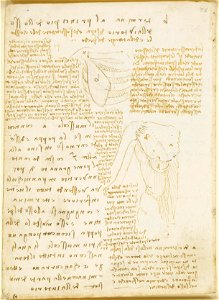Leonardo da Vinci - RCIN 919033, Verso Muscles of the chest and abdomen, with notes c.1508