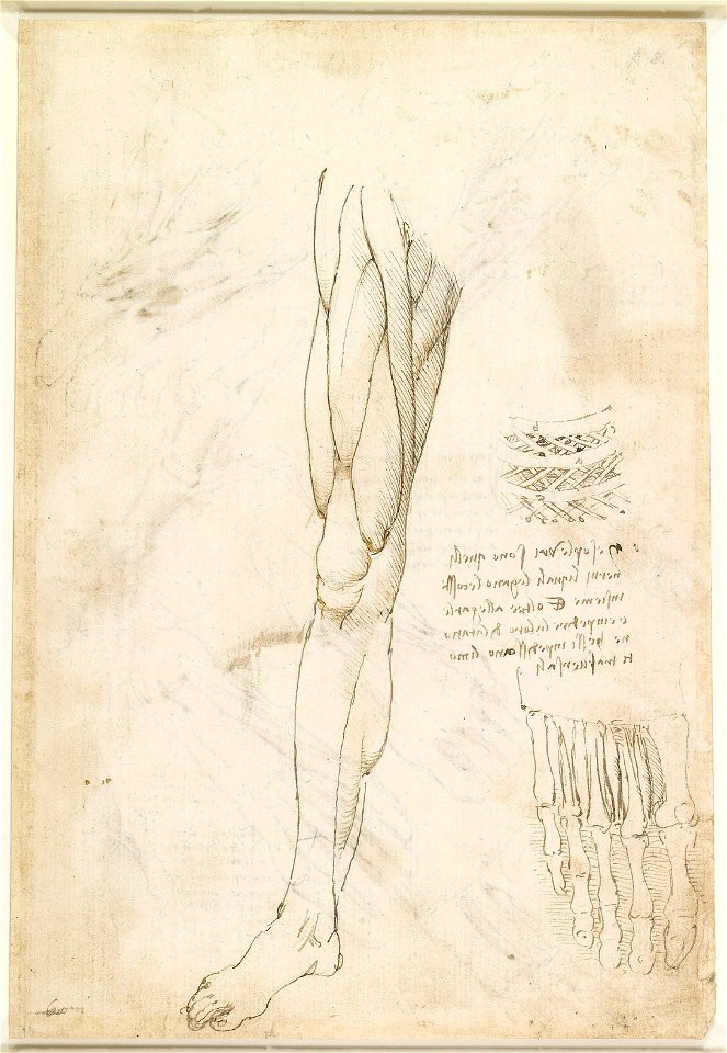 Leonardo da Vinci - RCIN 919006, Recto The muscles of the leg, and the intercostal muscles