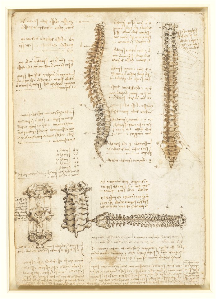 Leonardo da Vinci - RCIN 919007, Recto The surface anatomy of the shoulder and arm