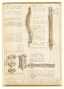 Leonardo da Vinci - RCIN 919007, Recto The surface anatomy of the shoulder and arm