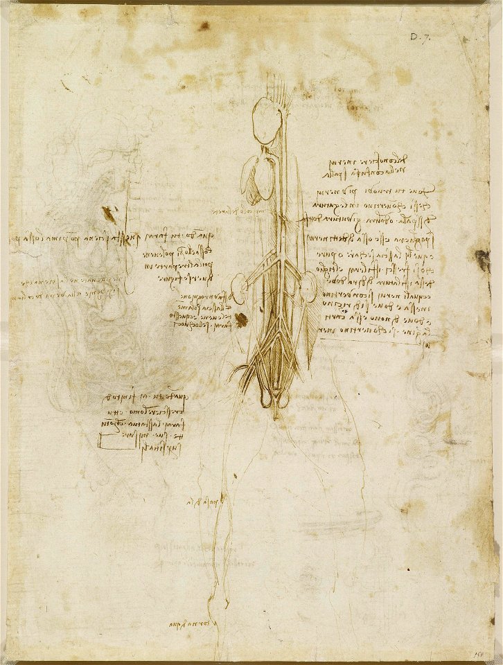 Leonardo da Vinci - RCIN 919097, Verso The hemisection of a man and woman in the act of coition c.1490-92