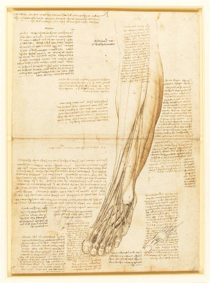 Leonardo da Vinci - RCIN 919017, The muscles and tendons of the lower leg and foot c.1510-11