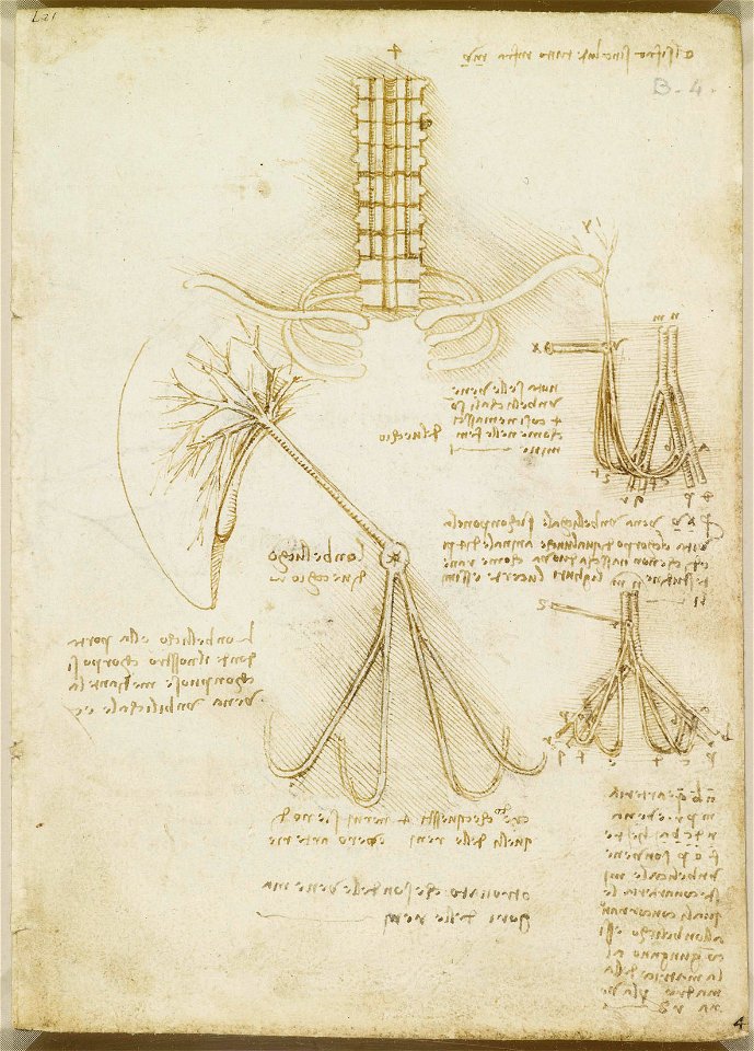 Leonardo da Vinci - RCIN 919021, Recto The brachial plexus, and the umbilical vessels