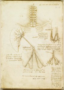Leonardo da Vinci - RCIN 919021, Recto The brachial plexus, and the umbilical vessels