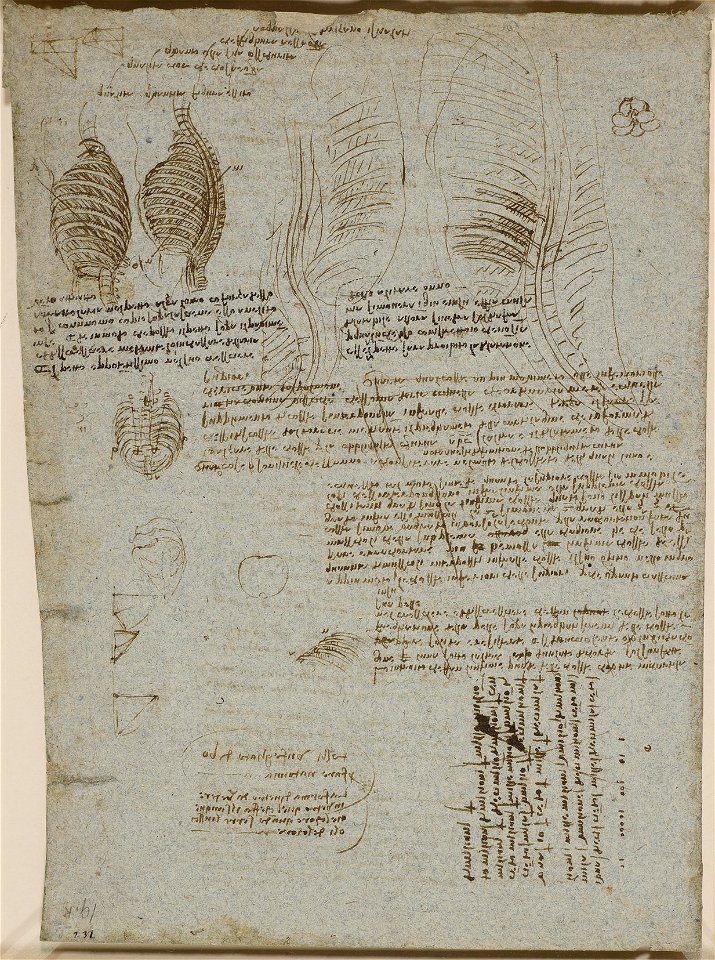 Leonardo da Vinci - RCIN 919076, Verso Studies of the thorax c. 1511-13