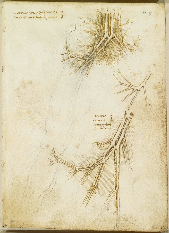 Leonardo da Vinci - RCIN 919026, Recto The vessels of the pelvic region