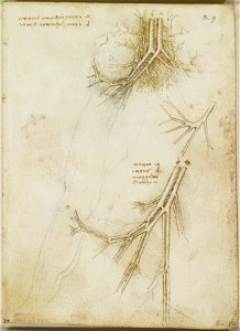 Leonardo da Vinci - RCIN 919026, Recto The vessels of the pelvic region