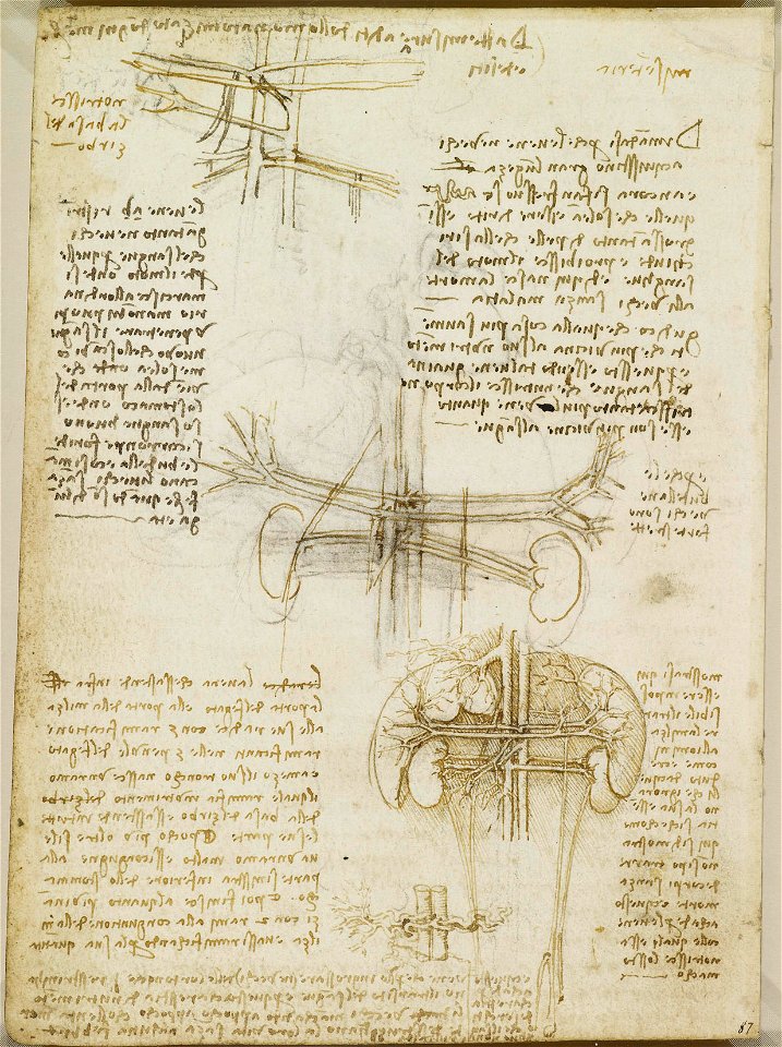 Leonardo da Vinci - RCIN 919028, Verso The vessels of liver, spleen and kidneys c.1508