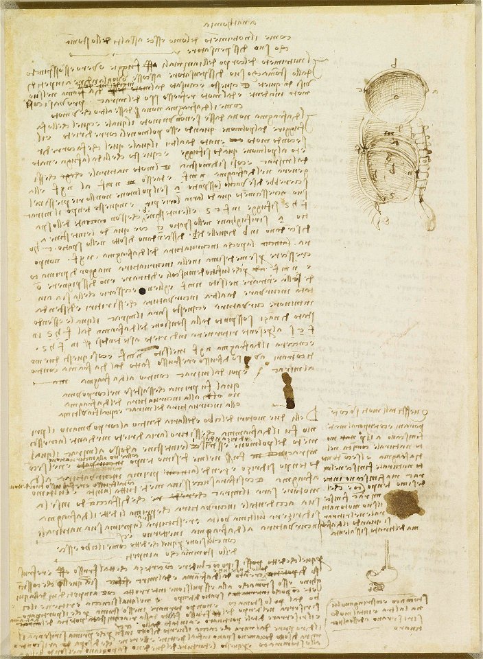 Leonardo da Vinci - RCIN 919065, Verso Notes on the movement of the diaphragm and the stomach, with diagrams c.1511-12