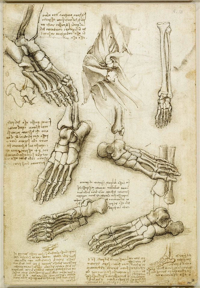 Leonardo da Vinci - RCIN 919011, Recto The bones of the foot, and the shoulder