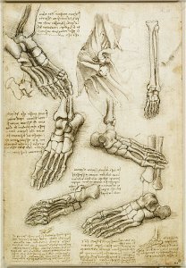 Leonardo da Vinci - RCIN 919011, Recto The bones of the foot, and the shoulder