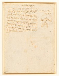 Leonardo da Vinci - RCIN 919107, Recto Studies of ribs and the diaphragm