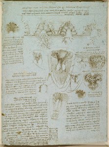 Leonardo da Vinci - RCIN 919078, The right ventricle and tricuspid valve c.1512-13