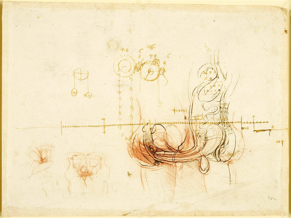Leonardo da Vinci - RCIN 919096, Recto Anatomical studies of the act of coitus, etc