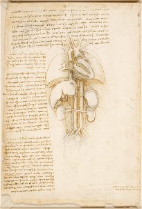 Leonardo da Vinci - RCIN 919112, Recto The heart, lungs, liver, spleen and kidneys, with blood vessels, and notes