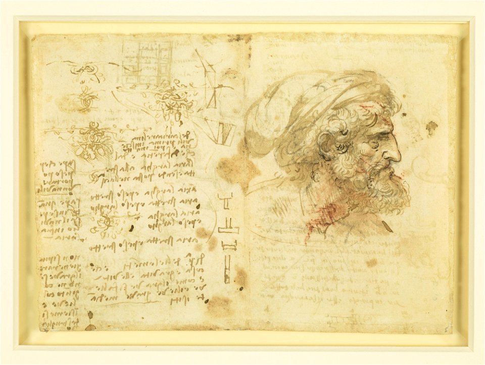 Leonardo da Vinci - RCIN 919106, Recto The bust of a man in profile, studies of intertwined oak, and other studies