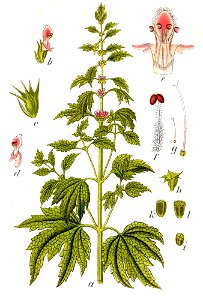 Leonurus cardiaca Sturm41