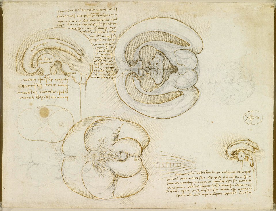 Leonardo da Vinci - RCIN 919127, The brain c.1508-9