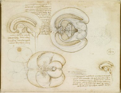 Leonardo da Vinci - RCIN 919127, The brain c.1508-9