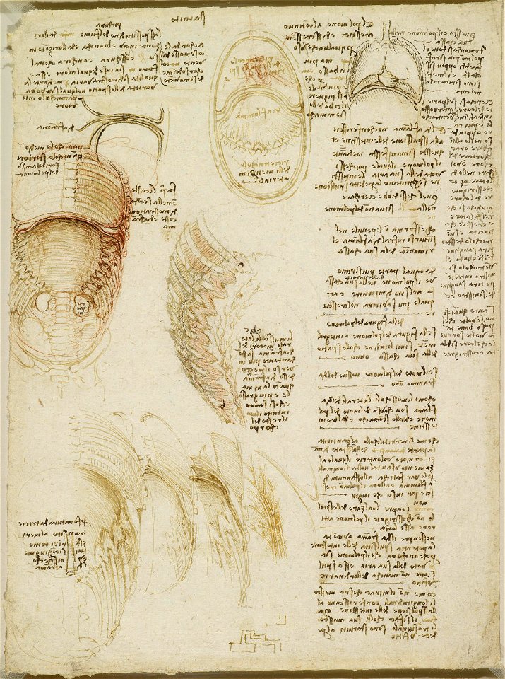 Leonardo da Vinci - RCIN 919109, The thoracic and abdominal cavities of an ox c.1512-13
