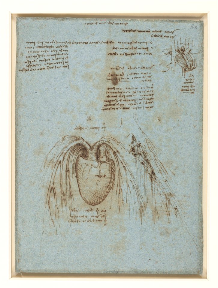 Leonardo da Vinci - RCIN 919072, Verso Studies of the heart and pulmonary vessels of an ox c. 1511-13
