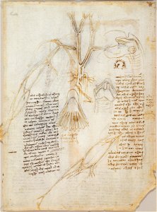Leonardo da Vinci - RCIN 919114, Verso The main blood vessels of the thorax and superficial veins of arm, etc. c. 1508-10