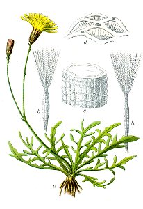 Leontodon autumnalis Sturm33