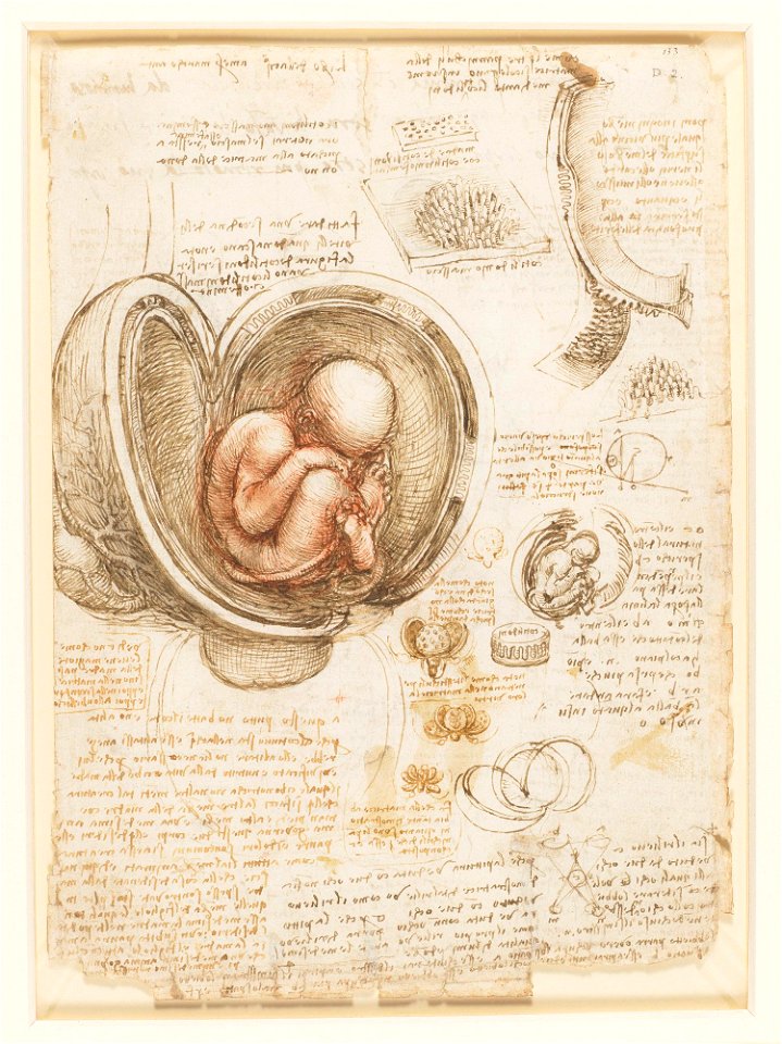 Leonardo da Vinci - RCIN 919102, Recto The fetus in the womb