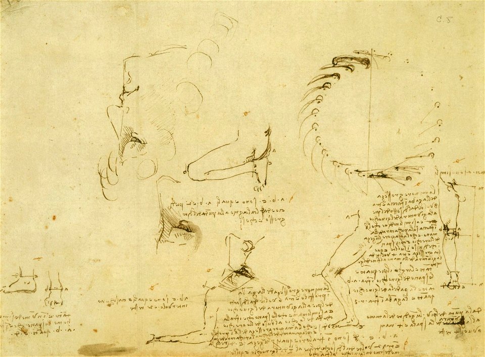 Leonardo da Vinci - RCIN 919140, Recto Studies of the proportions of the leg and arm, etc