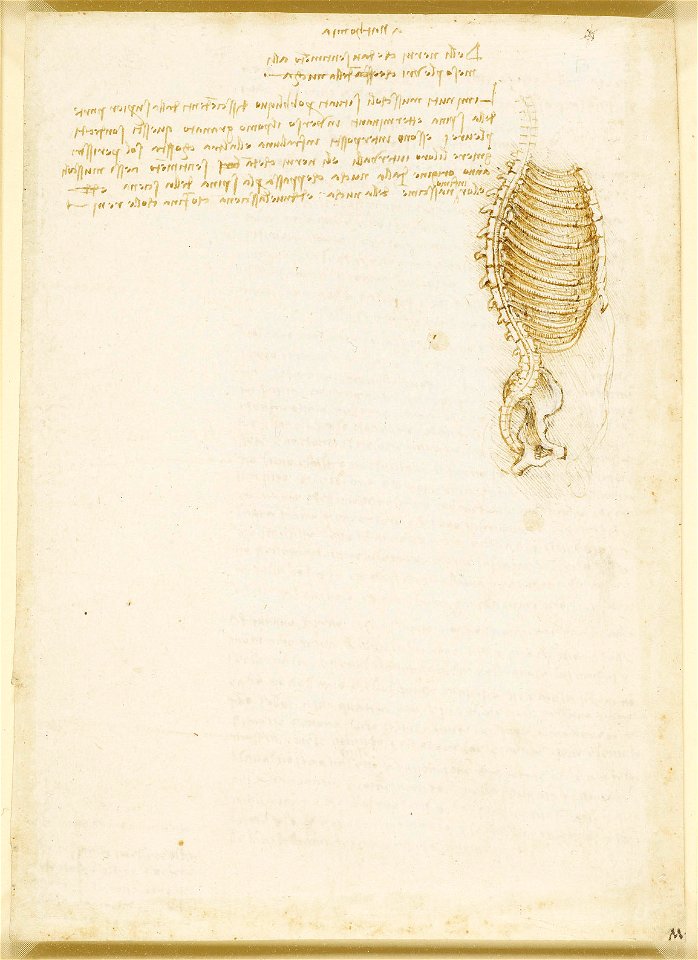 Leonardo da Vinci - RCIN 919047, Recto Studies of the intercostal muscles