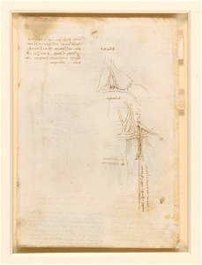 Leonardo da Vinci - RCIN 919051, Recto The vessels and nerves of the neck