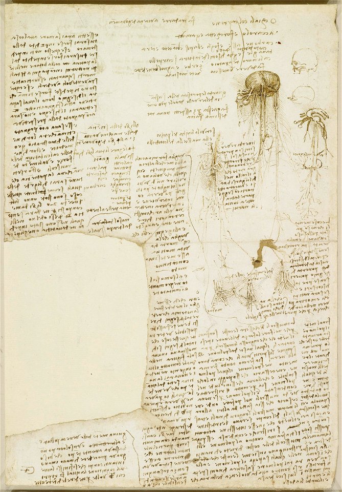 Leonardo da Vinci - RCIN 919070, Verso Miscellaneous notes and anatomical sketches c.1508-10