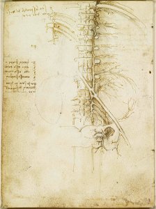 Leonardo da Vinci - RCIN 919023, Verso The veins of the pelvic and lumbar region c.1508