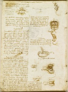 Leonardo da Vinci - RCIN 919055, Verso The anatomy of the mouth c.1508