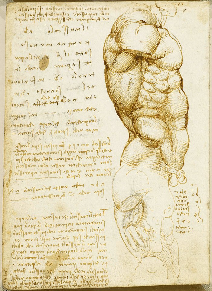 Leonardo da Vinci - RCIN 919032, Verso The muscles of the torso c.1508