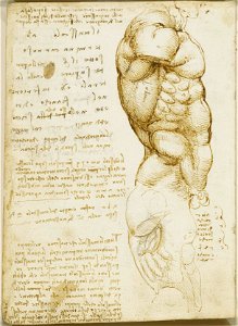 Leonardo da Vinci - RCIN 919032, Verso The muscles of the torso c.1508