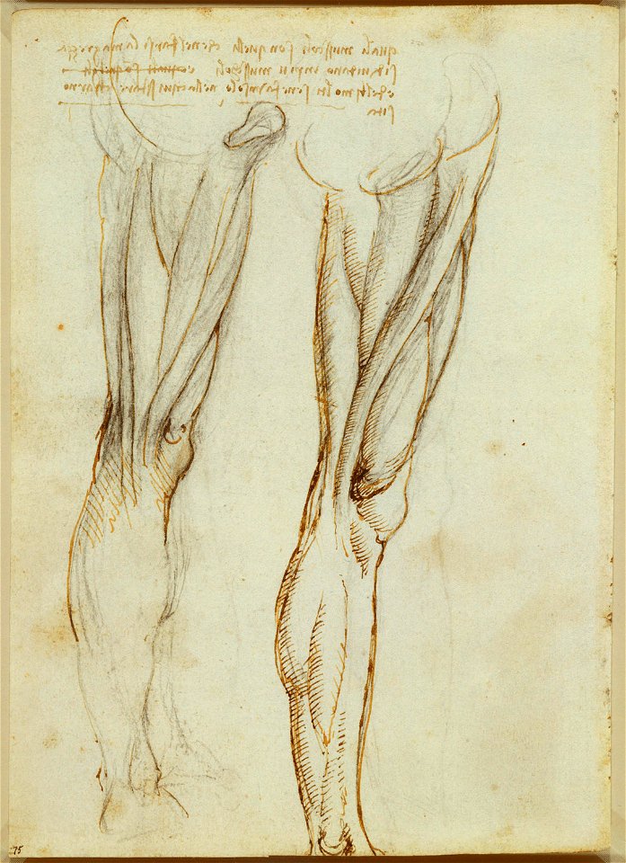 Leonardo da Vinci - RCIN 919036, Verso The muscles of the thigh c.1508