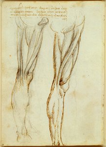 Leonardo da Vinci - RCIN 919036, Verso The muscles of the thigh c.1508
