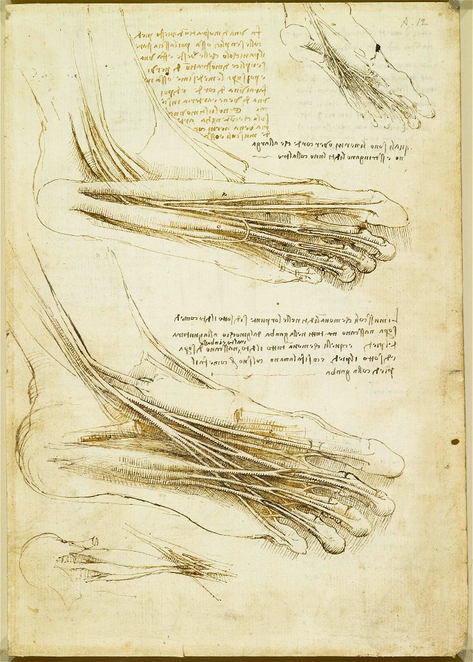 Leonardo da Vinci - RCIN 919010, Recto The muscles and tendons of the sole of the foot