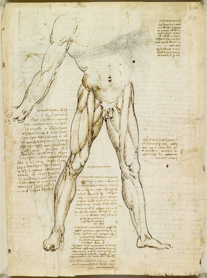 Leonardo da Vinci - RCIN 919014, Recto The muscles of the leg