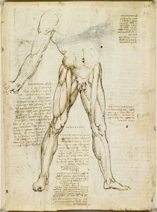 Leonardo da Vinci - RCIN 919014, Recto The muscles of the leg