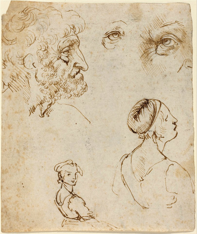 Leonardo da Vinci - Sheet of Studies (recto) - Google Art Project