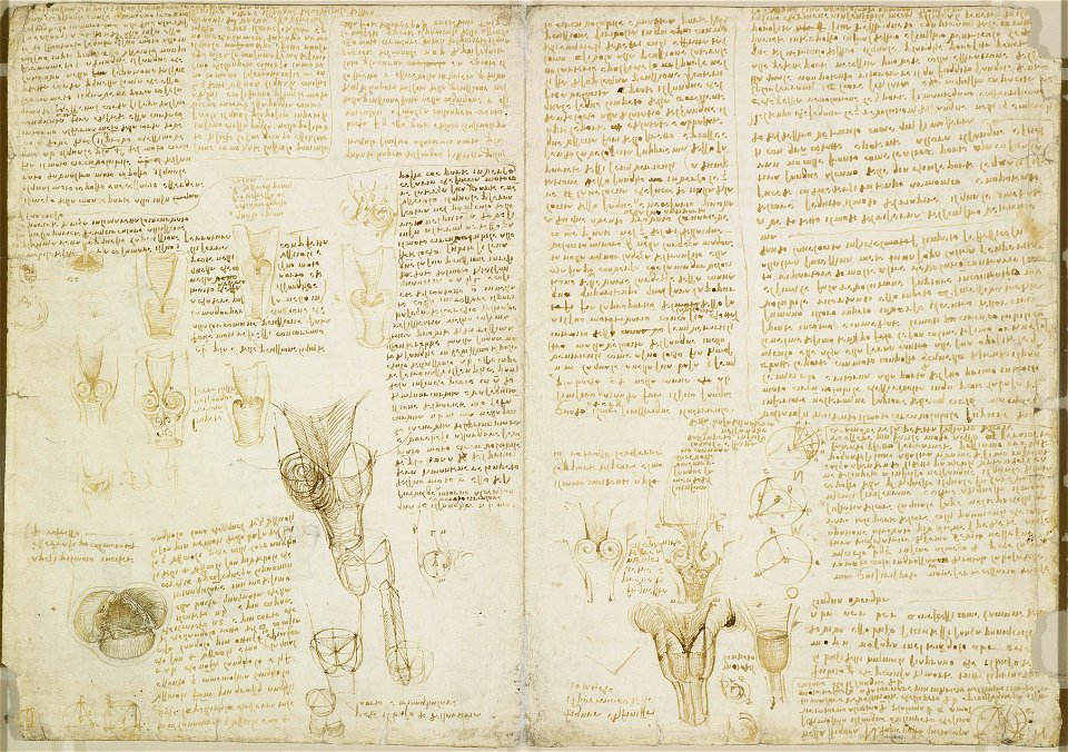 Leonardo da Vinci - RCIN 919116, Recto Studies of the nerves and muscles, the heart, and optics
