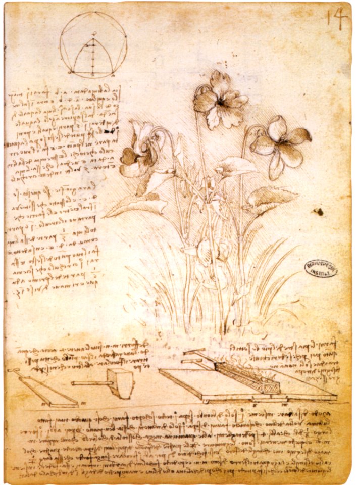 Leonardo da vinci, figure geometriche e disegno botanico, 1490 circa, parigi, bibliothèque de l'institut de france