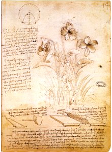 Leonardo da vinci, figure geometriche e disegno botanico, 1490 circa, parigi, bibliothèque de l'institut de france