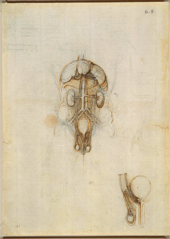 Leonardo da Vinci - RCIN 919099, Recto A male torso showing genito-urinary system, liver, spleen and stomach, etc