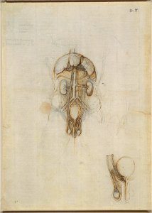 Leonardo da Vinci - RCIN 919099, Recto A male torso showing genito-urinary system, liver, spleen and stomach, etc