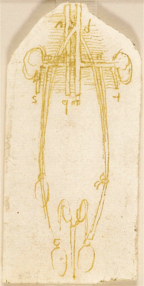 Leonardo da Vinci - RCIN 919124, The male genito-urinary system with blood vessels c. 1508-10