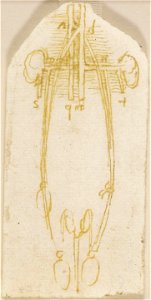 Leonardo da Vinci - RCIN 919124, The male genito-urinary system with blood vessels c. 1508-10