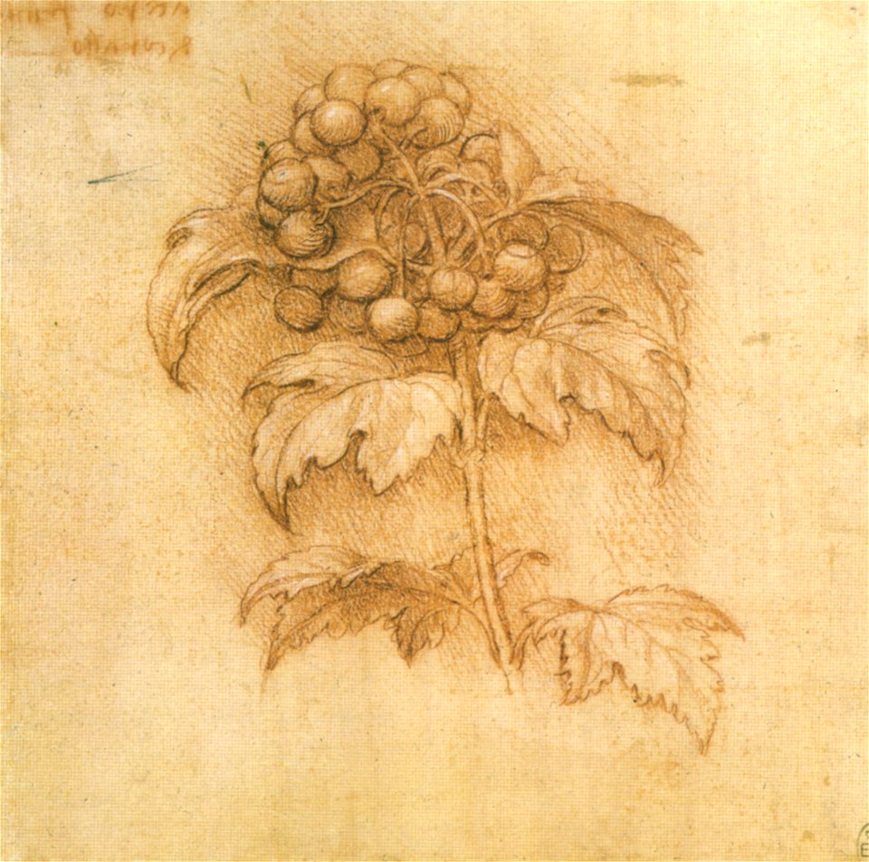 Leonardo da vinci, mirtillo palustre, 1506 circa, windsor, royal library